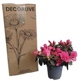 DECOALIVE Azalea Rosa – Planta Natural con Flor para Regalo y Decoración