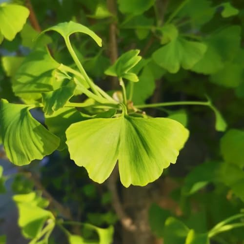 ginkgo decorazioni giardino per esterni d'appartamento purificatrici d'aria stanza d'ombra sostenibili ufficio giardino biologico verdi 30semi