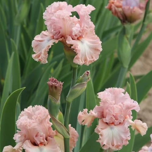Bulbi di iris - serre da balcone primaverili bulbi di iris, per luoghi soleggiati da giardino decorazioni giardino per esterni copertura del terreno 10pcs