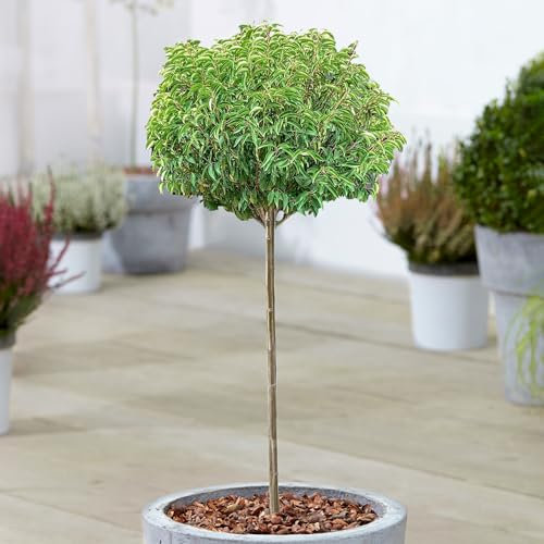 Prunus angustifolia Prunier Chickasaw Arbres Ornementaux en Pot pour Petits Jardins