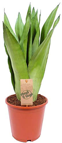 Sansevieria Moonshine | Langue de Belle-mère Plante d'intérieur pour la Maison ou le Bureau (de 30 à 40 cm pot inclus)