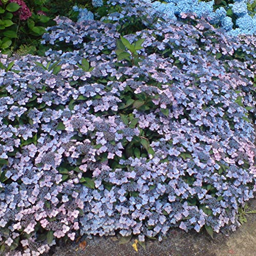 GARTEN SCHLÜTER® Kleinwüchsige Tellerhortensie 'Koreana' - 3 Liter