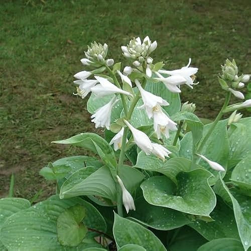 100 graines de fleurs d'Hosta.