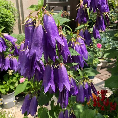 semi di campanula perenni semi biologici per aiuola decorazione di campanule per aiuole rialzate primaverile, selvatici decorativi resistenti 100pcs