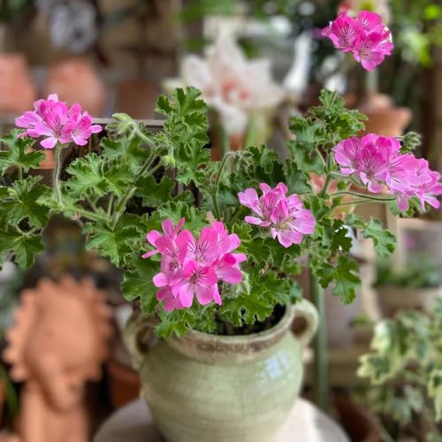 semi di geranio limone, rare, decorazione soggiorno di geranio profumati - esotiche resistenti, giardino 60pcs