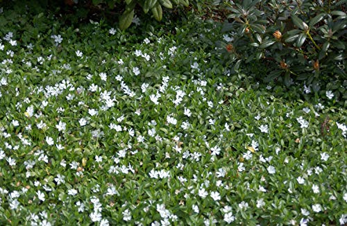 Kleines Immergrün Vinca minor Alba 100 Stück Bodendecker winterhart | 100 Stück, weiße Blüten, bodendeckend, für Schattenbeet, robust, dichter Wuchs, pflegeleicht im Garten
