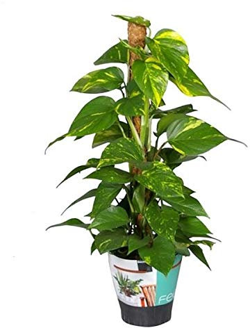 Efeutute am Moosstab 40 cm Epipremnum Aureum Zimmerpflanzen rankend Ampelpflanzen