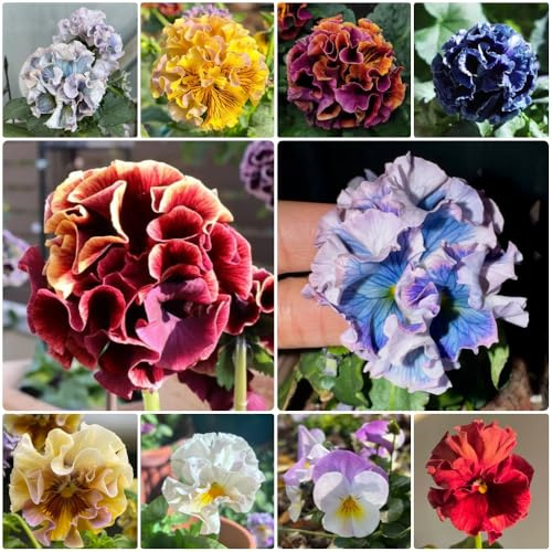 semi di violetta cornuta perenni, regali per giardinieri Viola cornuta - giardino roccioso decorazione da giardino per esterni primaverili semi 700pcs
