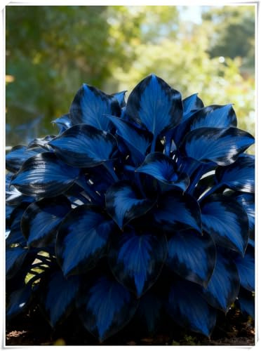 adatte per la decorazione di giardini e balconi,resistenti al freddo e alla siccità,miste,Bulbi di Hosta -Radici selezionate di hosta,-6 Bulbi-I
