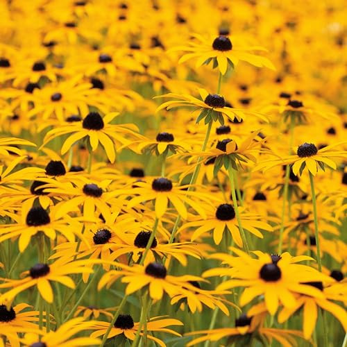 Gelber Sonnenhut (Rudbeckia hirta) Samen. Arznei- & Heilpflanze (2000 Samen = 4,0g)