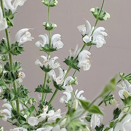 Semi di salvia serre balcone, esotiche interna Aiuole rialzate per il giardino raro in vaso sul 650pcs