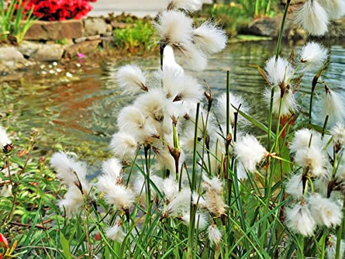 Wollgras | Eriophorum angustifolium | Wasserpflanze | Teichpflanze | winterhart | echtes europäisches Wollgras | Mini Teich geeignet
