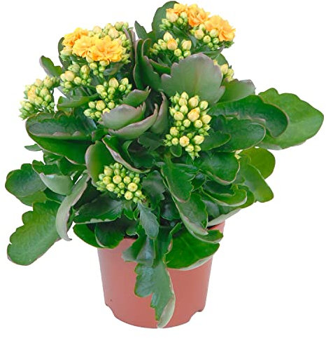 Kalanchoe Natural Suculenta de Interior Fácil de Cuidar Planta Ideal para Principiantes