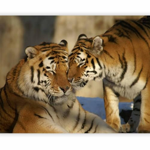 murando - Vlies Fototapete Tiger 200x154cm - Foto Tapete Schlafzimmer Wohnzimmer Moderne Vliestapete XXL Wandtapete Motivtapeten 3d Effekt Wand Dekoration - Tiere Paar Liebe Natur 100403-255