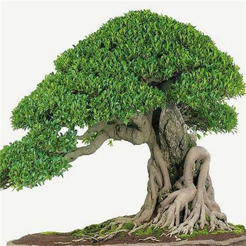 Bloom Green Co. 50 Stück Rari Originali Semi Ficus Ginseng Ginseng Heritage Semi Banyan Semi di Albero Bonsai Piano Giardino di Casa: 6