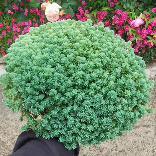 semillas resistentes de de sedum,Semillas de,decoración de alféizar de ventana,para plantar.300pcs