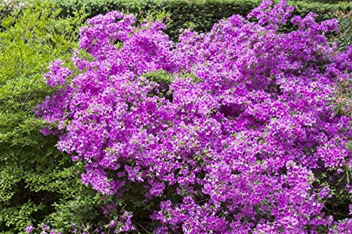 Rhododendron obtusum 'Purpurtraum' 15–20 cm – Winterhart, Immergrün, Pflegeleicht – Azalee – Zierstrauch für Kübel & Beet