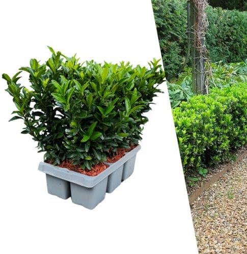 Plants by Frank | 6 Grüne Spindelstrauch Heckenpflanzen | Euonymus japonicus 'Green Spire' | Buchsbaum ersatz | winterharten Heckenpflanzen | Immergrüne Hecke