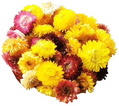Cozylkx 50 Pezzi Teste Di Crisantemo Di Paglia Secca Fiori Naturali Secchi Fiori Conservati Fai Da Te Piante Secche Margherita Aromaterapia Per La Decorazione Domestica Matrimonio-mix