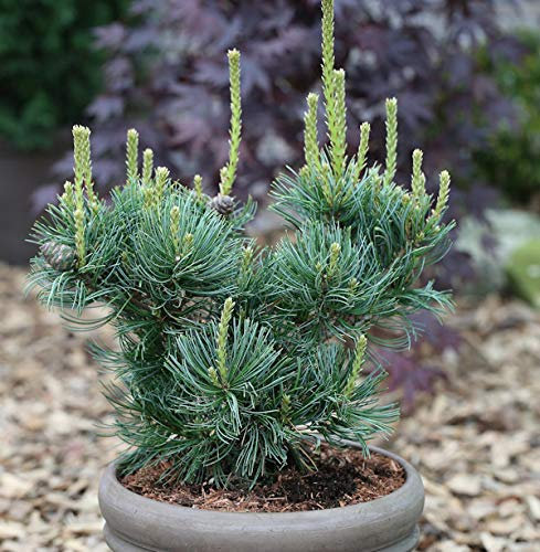 Mädchenkiefer Schoons Bonsai 40-50cm - Pinus parviflora - lebende Gartenpflanze aus den Baumschulen