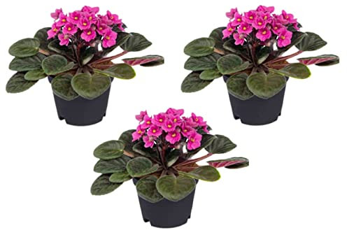 3 x Pink African Violets Plants Saintpaulia in 12cm Pot