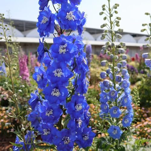 rittersporn blumendeko wildblumensamen balkonpflanzen frühling gartenblumen mehrjährig winterhart blumenstauden winterhart pflanztöpfe kräuterpflanzen dachbegrünung Delphinium 100samen