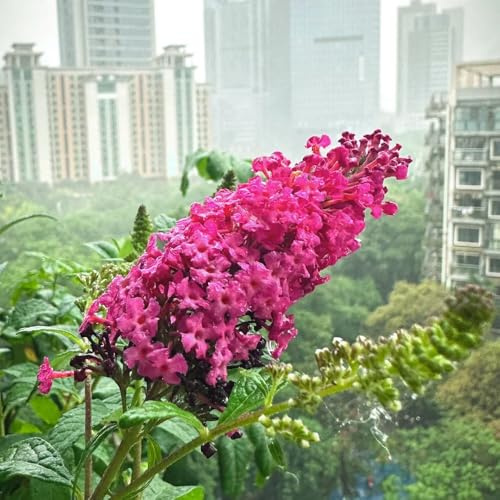 Buddleja arbustiva - sostenibili cespuglio Decorazione giardino per esterni arbusti semprever resistenti, 40semi
