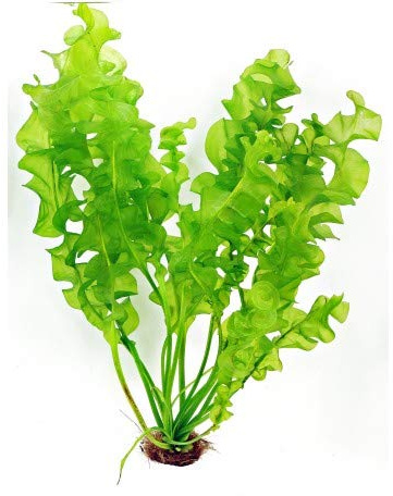 Madagaskar Wasserähre/Aponogeton Ulvaceus - Aquarium-Pflanze