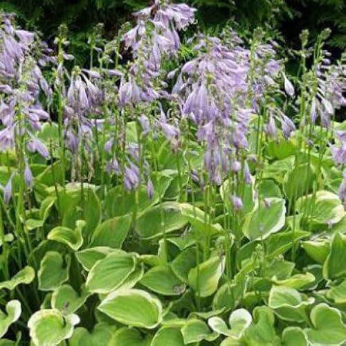 12 unidades o 1 m² Hosta 'Ground Master' Maceta 9x9 cm