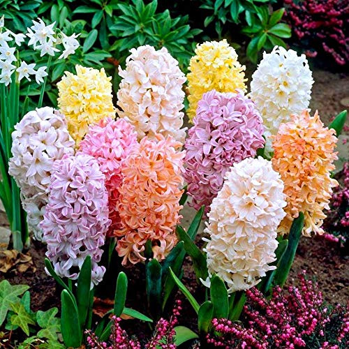 Blue Magic Design 5 prepared fragrant garden bedding Mixed Colour Hyacinth corm perennial plants-16/17cm flower bulb -Summer Autumn gardening
