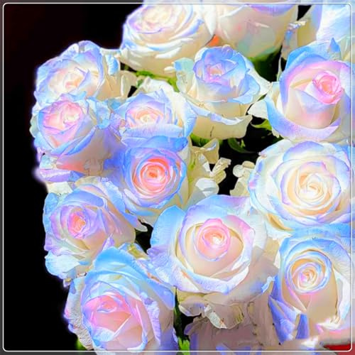 Seltene und leuchtende Rose, hochwertige Sorte – mehrjährige winterharte Rose, geeignet für die Innen- und Gartendekoration-3 rhizome-F