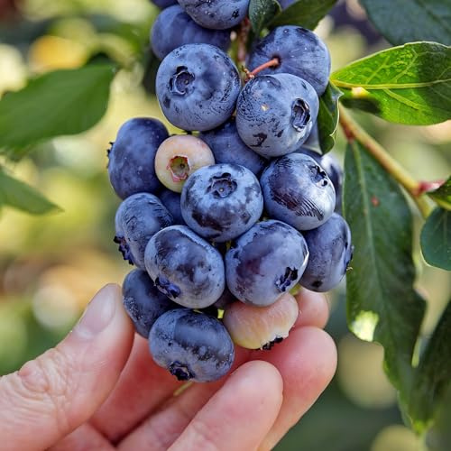 Arándano Blue Crop (Vaccinium corymbosum) - 2 Plantas - Plantas Naturales | de Holanda, Plantas de Exterior Resistentes, Decoracion Jardin, Macetas y Balcón, Sin Semillas, No Artificiales