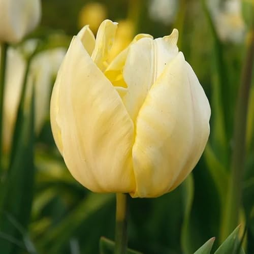 30zwiebeln tulpen, blumenzwiebeln frühblüher tulpen, topfpflanzen draußen winterhart geschenk blumenstrauß