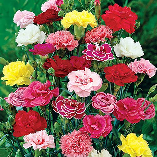 Welldales 50 Mixed Carnation Seeds Scented Vienna Meadow Coloured Flowers to Plant & Grow