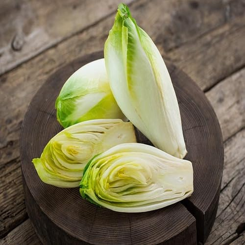 100pcs Endive Vegetable Seeds