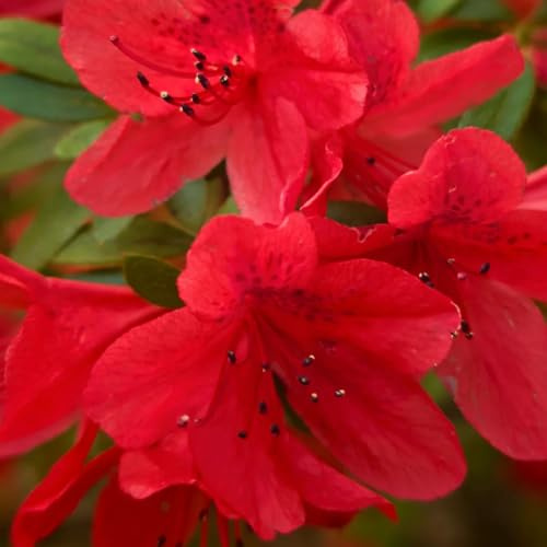 Semi di rododendro, primaverili biologici azalea, semi di rari serre balcone resistenti resistenti arredamento del soggiorno 70pcs
