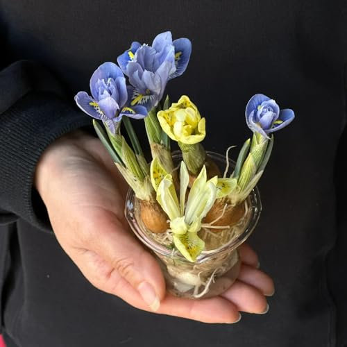 2 pcs Iris Bulbs, Blumenwiese, Stauden Winterhart Mehrjährig Lila Gitter Schwertlilien Zwiebeln, Gartendeko Für DraußEn, Winterharte Pflanzen Für Kübel Frühlingsblüher Zwiebeln, Blumenzwiebeln