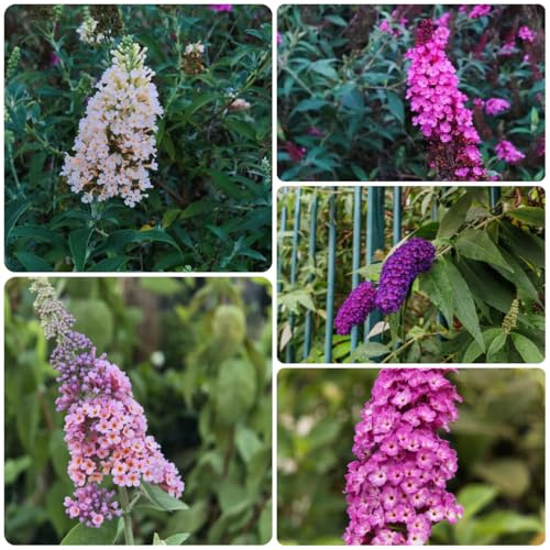semi di lillà farfalla, resistenti, giardino farfalle buddleia -Buddleja 100pcs