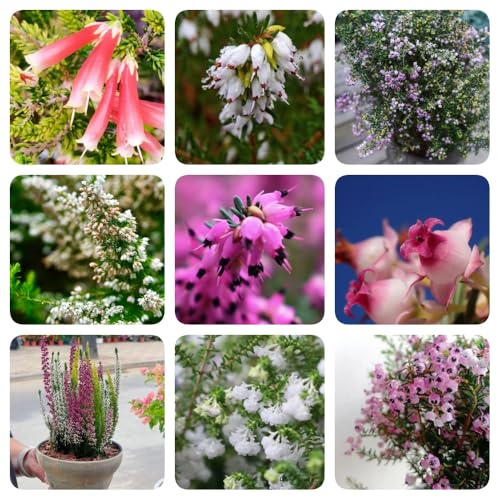 Heidekraut, dekopflanzen alte sorten wohnzimmer deko büropflanzen seltene geschenke für gartenliebhaber bio kräuterpflanzen balkongewächshäuser für sonnige plätze exotische 30Samen