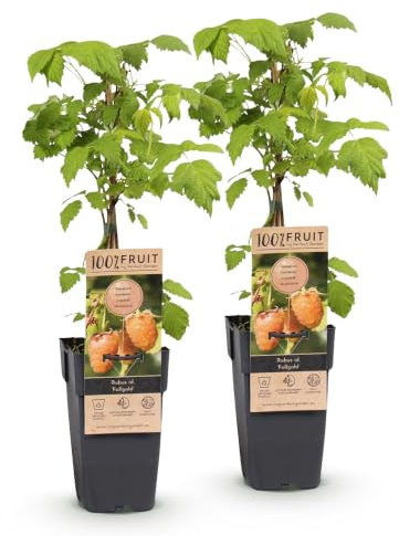 Green boutiQ - Obstpflanze - Rubus idaeus Fallgold - Himbeerpflanze - Winterhart - Gelbe Himbeere - 2 Pflanzen - Topf 15cm - Höhe 50cm
