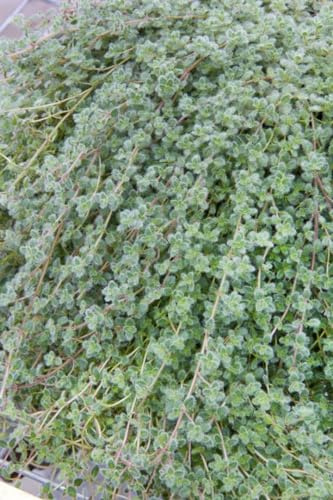 Thymus praecox var. pseudolanuginosus 9x9 cm Topf – Winterhart, Mehrjährig, Pflegeleicht – Teppich-Thymian – Bodendecker für Garten & Beet