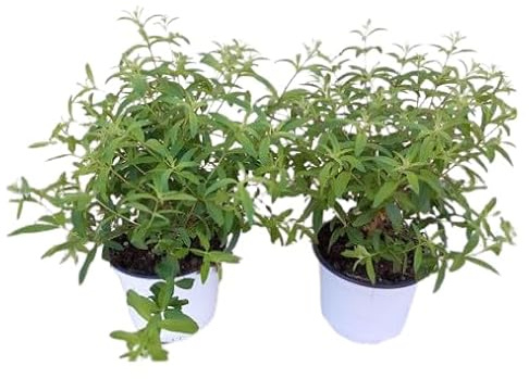 Duo de Hierbaluisa | DECOALIVE | Pack 2 Plantas | Hierba Luisa Aromática