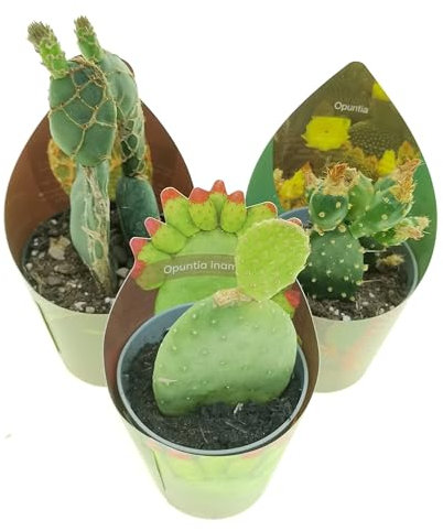 Set di 3 piante grasse vere da collezione in vasi diam. 6.5cm - Opuntia