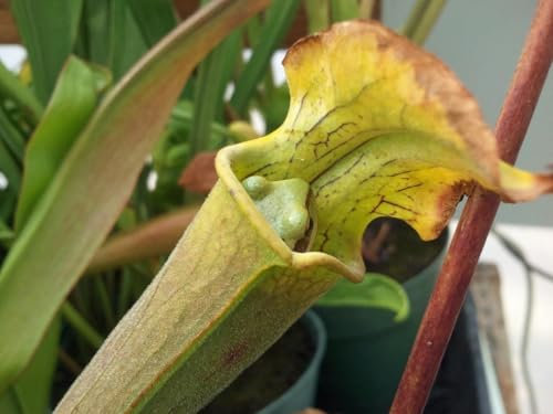 Jigsaw Puzzle 1000 Pieces TROPICAL PITCHER PLANT GLOSSY POSTER PICTURE PHOTO PRINT nepenthes trap Family Fun Jigsaws Puzzles 1000 Pieces for Adults Gifts Challenging Puzzle Games