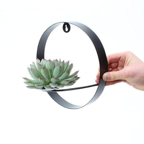 Echeveria Pulidonis - Suculenta suculenta de corte sin raíz, diámetro de 12 – 14 cm, roseta en anillo de decoración de pared negro, diámetro de 20 cm, fácil de limpiar, decoración de habitación e idea