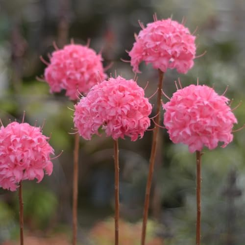 Semi di rododendro, azalea, semi di selvatici decorativi per il giardino estivi serre balcone decorazioni giardino per esterni 55pcs