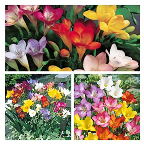 Single Flowering Freesia Mixed Bulbs, Beautiful Scent. Bright Mixed Colours. Size 5 up (30)
