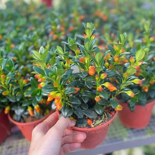 Semi di Chlorophytum di pesce rosso - esotiche resistenti da balcone resistenti perenni da appartamento che purificano l'aria rare semi di selvatici 50pcs