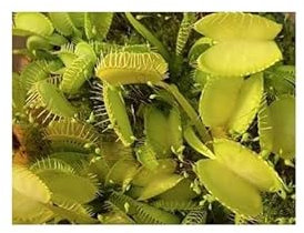 Stk - 3x Dionaea muscipula Green Swamp Venusfliegenfalle Pflanzen - Samen B1242 - Seeds & Plants Shop by Ipsa