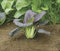 Pak choi red choi 1,000 seeds